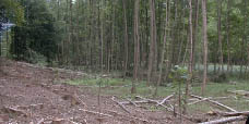 Kompensation Kreismülldeponie im Odenwald