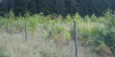 Kompensation Kreismülldeponie im Odenwald