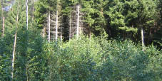 Kompensation Kreismülldeponie im Odenwald